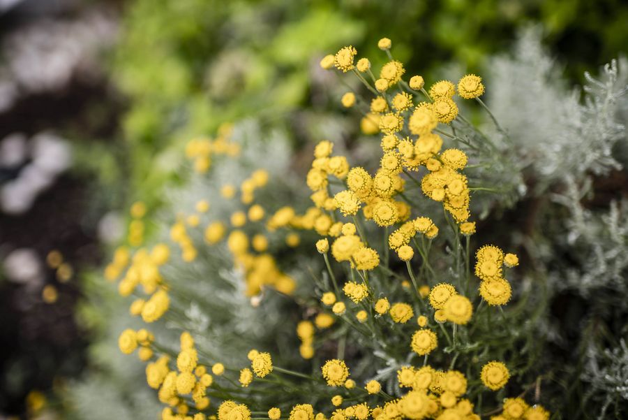 Lagreins Gartenparadies