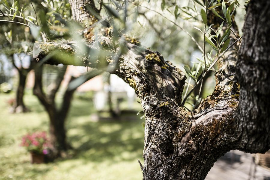 Lagreins Gartenparadies