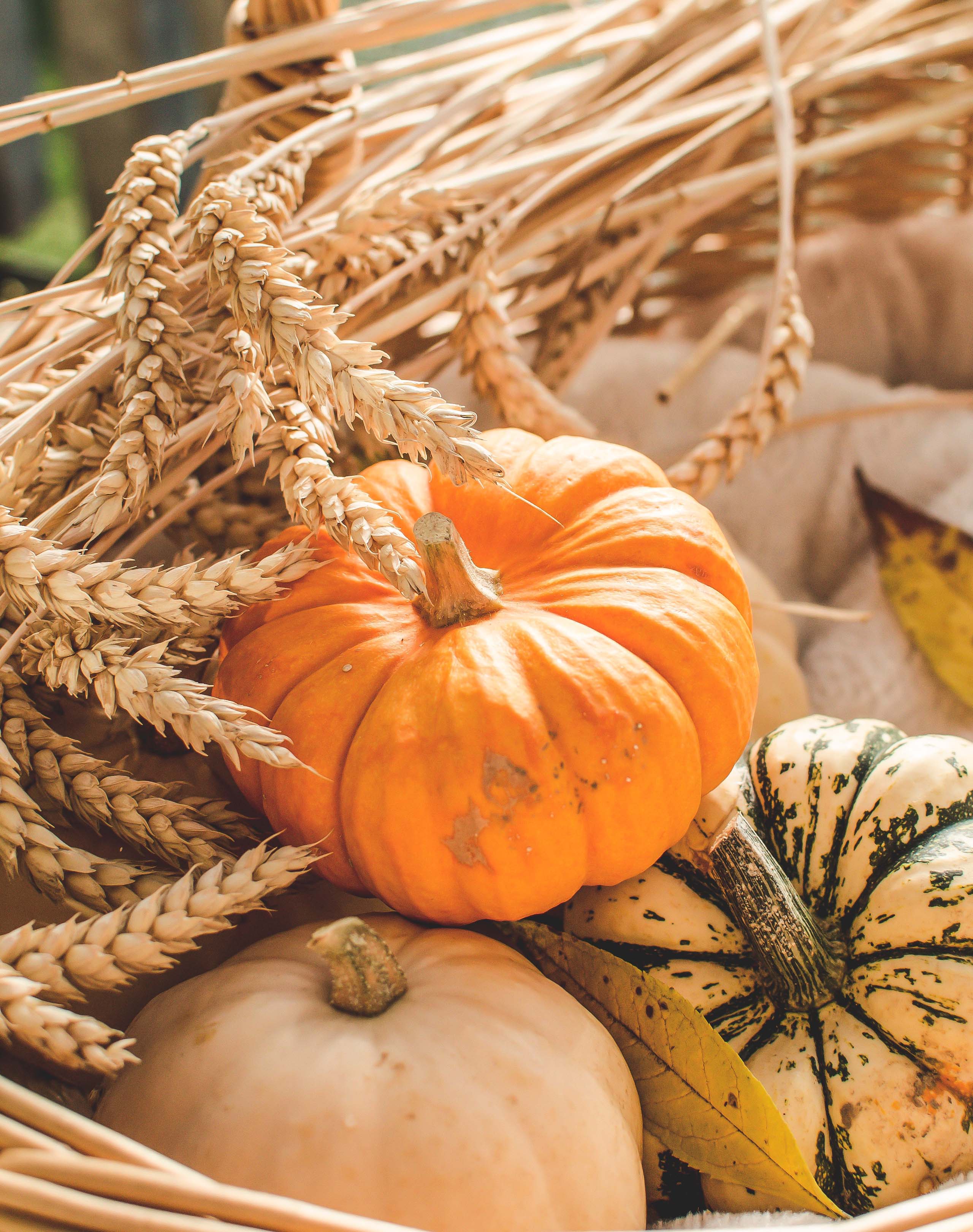 Proprietà della zucca