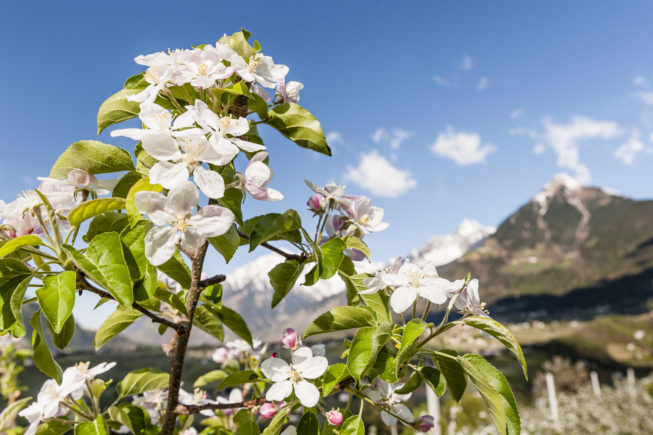 Frostberegnung Apfelblüte