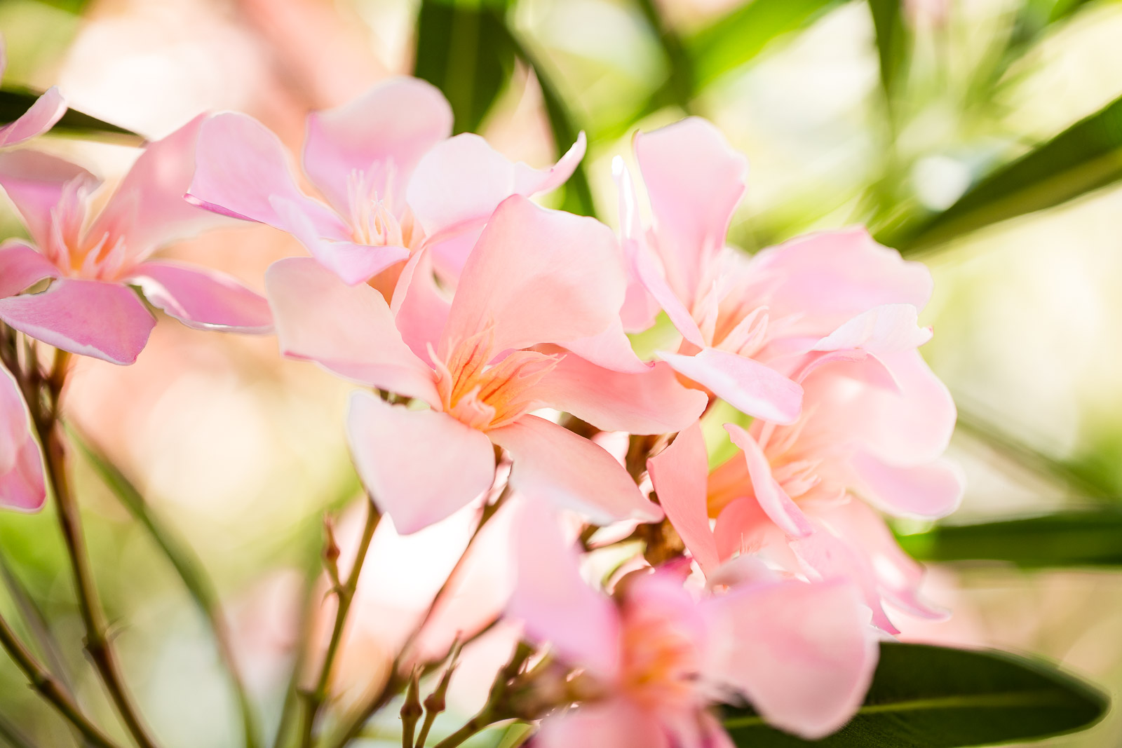 I fiori del mese di luglio